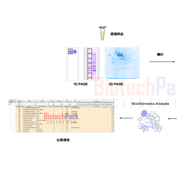 蛋白質(zhì)質(zhì)譜鑒定